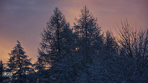 soleil avec arbres - vagabondphotos.ch