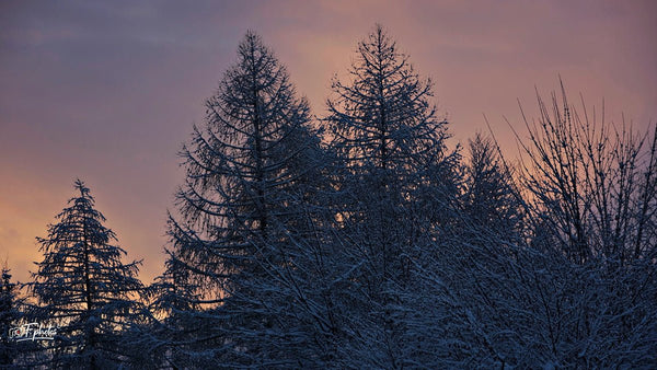 soleil avec arbres - vagabondphotos.ch