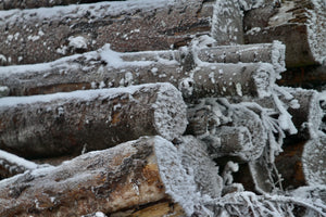 Troncs d arbres sous le givre - vagabondphotos.ch