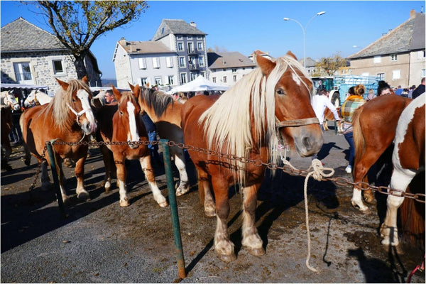 vente de chevaux Fay - vagabondphotos.ch