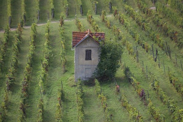 vigne Italie - vagabondphotos.ch