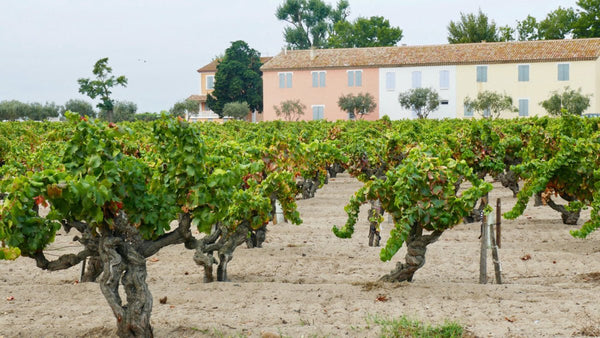 vignes - vagabondphotos.ch